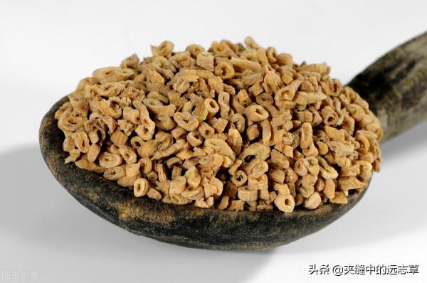 健忘也是種病?四味中藥,交通心腎,陰陽雙補,改善你的記憶力 健忘也是種病?四味中藥,交通心腎,陰陽雙補,改善你的記憶力