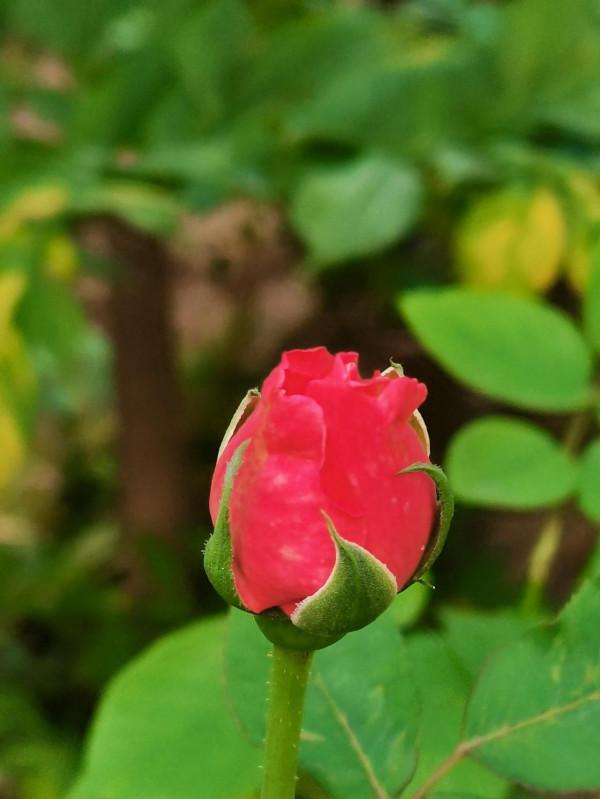 中國詩歌報臨屏詩創作三室第221期詩評和優選作品鑑賞(一) 中國詩歌報臨屏詩創作三室第221期詩評和優選作品鑑賞(一)