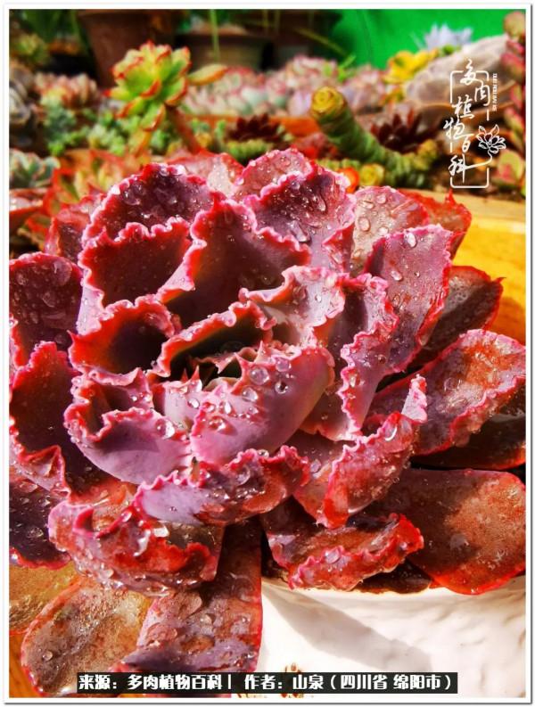 滿園春色：多肉陽光房的美好時光