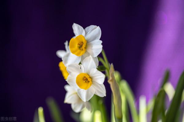 5種花特別耐寒，冬天零下15度也能養，照樣開花爆盆