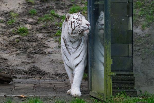 &OpenCurlyDoubleQuote;虎虎生威&rdquo;