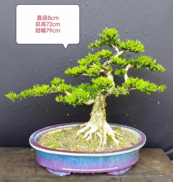 庭院鎮宅樹怎麼選？今天它來了