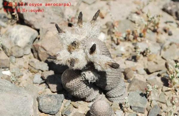 仙人球類科普之智利球屬（一）