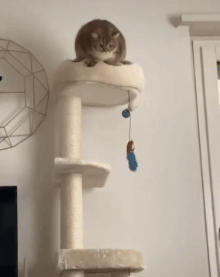 40張奇特而有趣的貓照片，看了讓人心情愉快