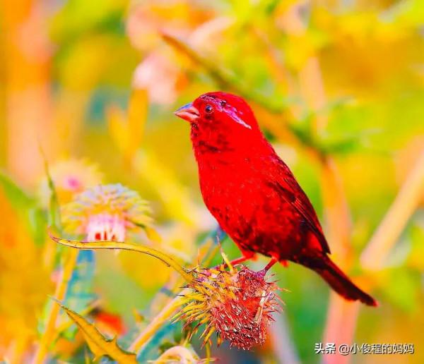 極品紅色鳥&mdash;&mdash;酒紅朱雀