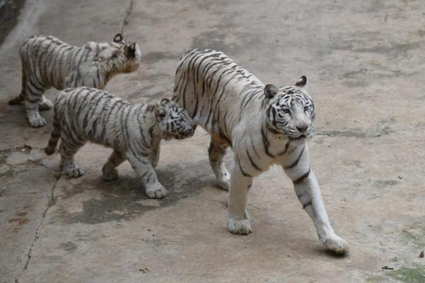 雲南野生動物園小老虎集中亮相