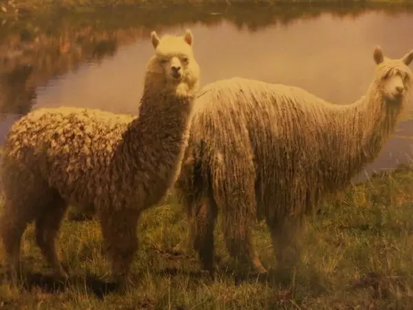 阿爾巴卡面料，你瞭解麼？