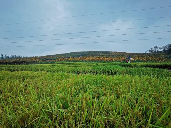 細雨霏霏,北京這7個公園今日遊客過萬 細雨霏霏,北京這7個公園今日遊客過萬