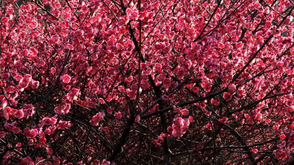古詩詞中最美的10朵花,《山園小梅》僅排第二,誰獨佔榜首? 古詩詞中最美的10朵花,《山園小梅》僅排第二,誰獨佔榜首?