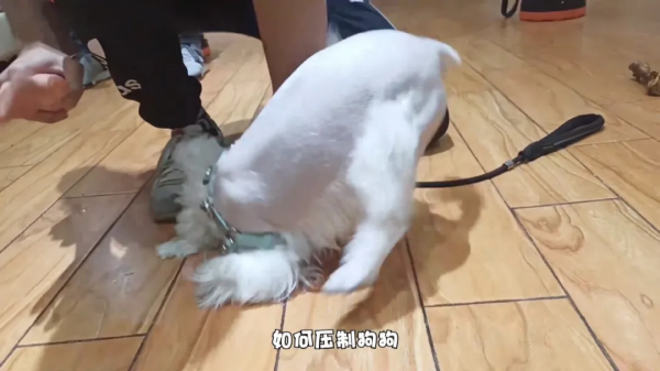 把狗用力量壓制住不是一個絕招,並非所有情況都適合用這個操作 把狗用力量壓制住不是一個絕招,並非所有情況都適合用這個操作