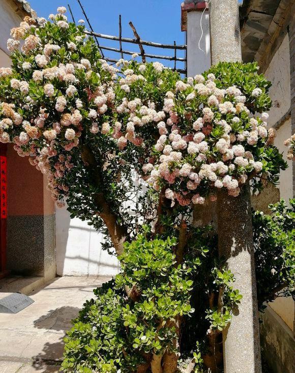 9種“懶人花”，適合小盆養，管得“少”一些，才能多開花