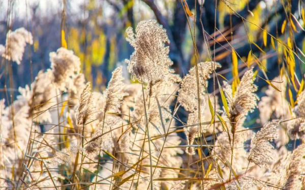 再不去看就晚了！山東6個小眾又絕美的賞蘆勝地，濃縮了整個冬日的浪漫！