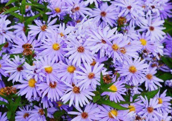 路邊常見的小雛菊，人稱&OpenCurlyDoubleQuote;狗娃花&rdquo;，有很多作用，被蛇咬了抹抹