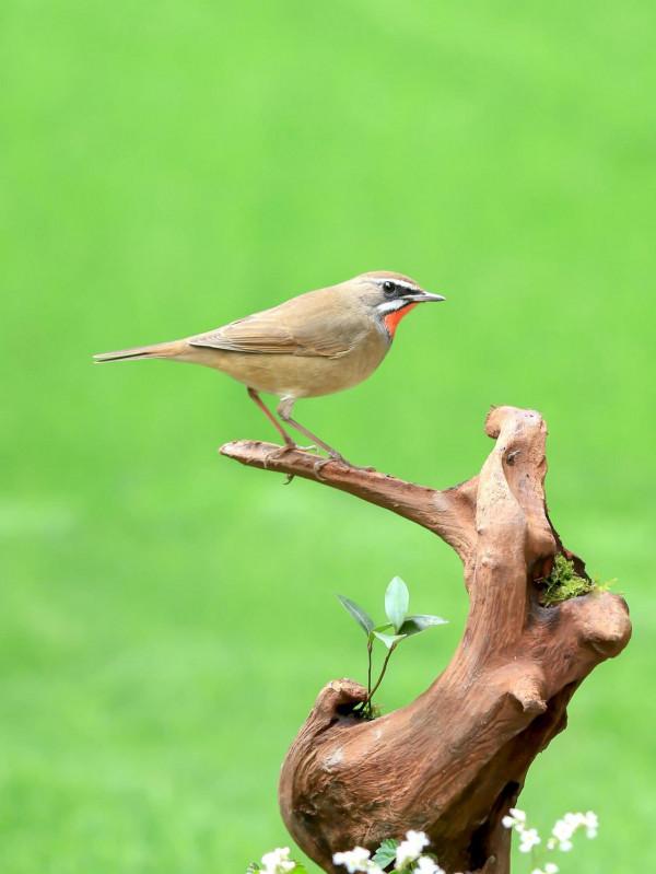 紅喉歌鴝也稱紅點頦