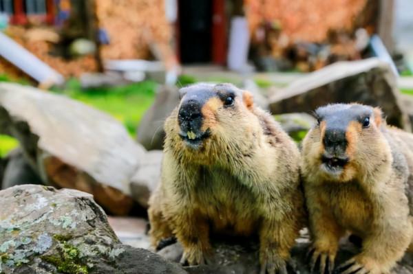 風雨莫斯卡 風雨莫斯卡