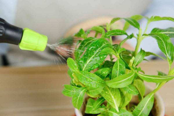 夏天在家裡養花，這3個細節要注意，植物健康生長