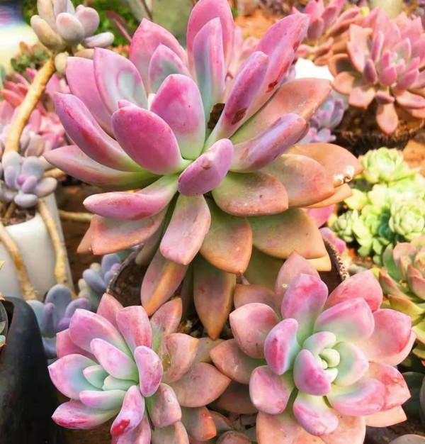 多肉“奧普琳娜”，比冬美人皮實，老樁也更漂亮