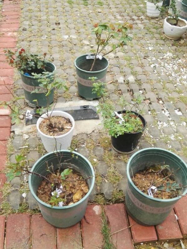 盤點22年1月到來的花草