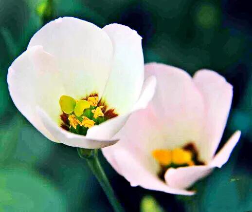 五彩斑斕洋桔梗花 五彩斑斕洋桔梗花