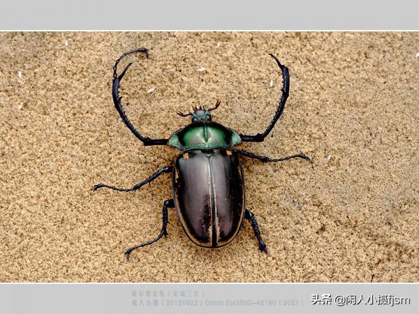 昆蟲攝影:看看傳說中的“一蟲值萬金”的陽彩臂金龜,是個啥模樣 昆蟲攝影:看看傳說中的“一蟲值萬金”的陽彩臂金龜,是個啥模樣