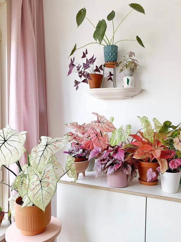 38種超級耐陰的花,沒光也能養爆盆,養在陽臺客廳超有範兒 38種超級耐陰的花,沒光也能養爆盆,養在陽臺客廳超有範兒