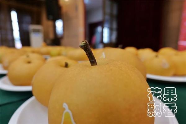 平均糖度11.8%,高價位下的秋月梨隱患 平均糖度11.8%,高價位下的秋月梨隱患
