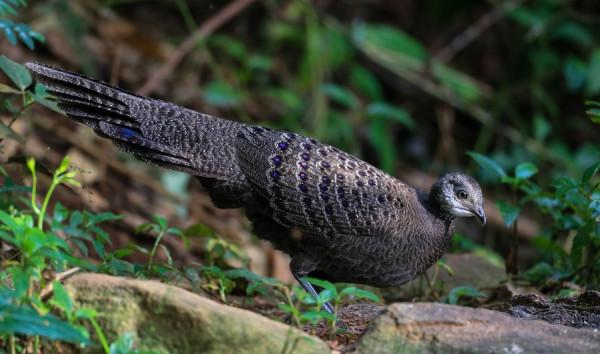 犀鳥谷護林員的生態保護故事