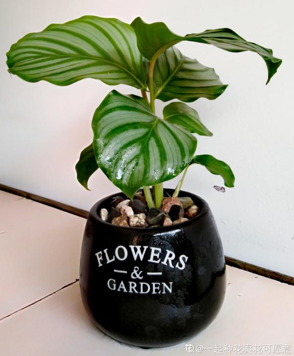 秋天到，花多多也該準備上了，早點用上開花多