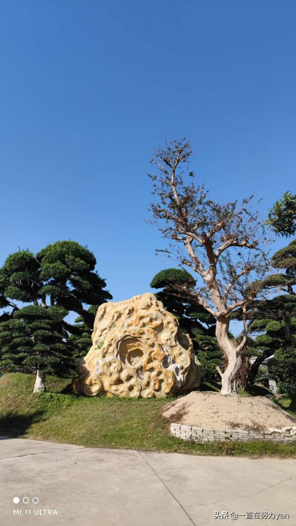 陳村花卉小鎮一遊