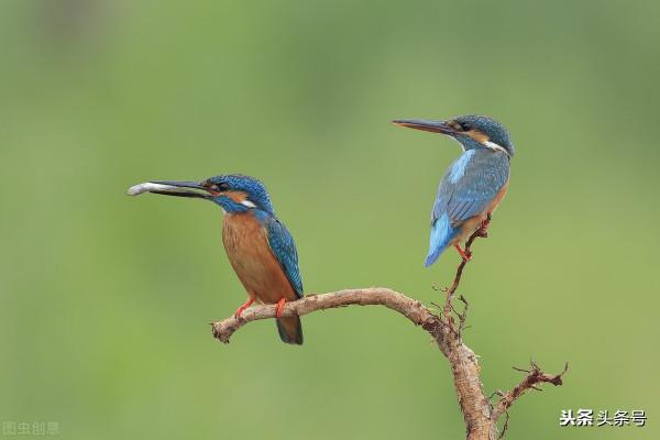 一隻會飛的翠鳥 一隻會飛的翠鳥