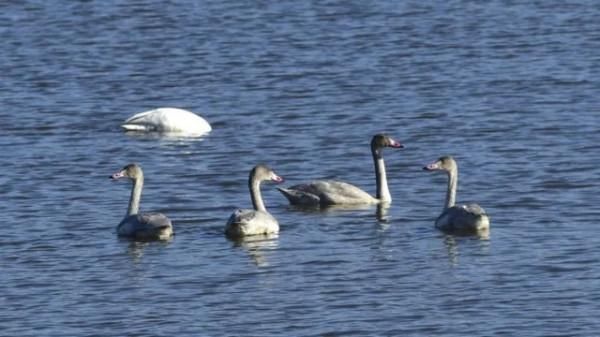 水鏡波光鴻影飛——阿旗沙壩天鵝掠影 水鏡波光鴻影飛——阿旗沙壩天鵝掠影