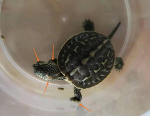 寵物龜腐皮怎麼治,嚴重危害龜的健康(3) 寵物龜腐皮怎麼治,嚴重危害龜的健康(3)