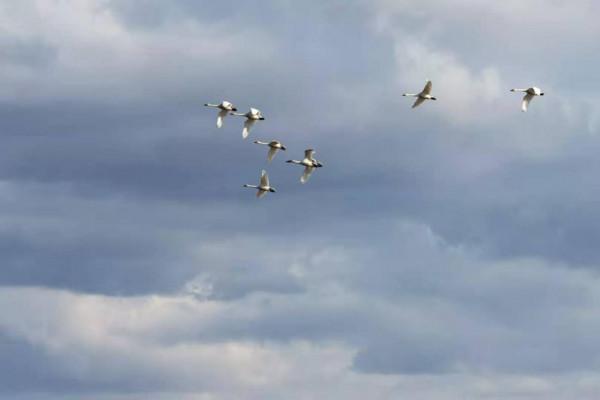 我本來想著搶在洪峰前釣釣魚，沒成想差點沒走出來……