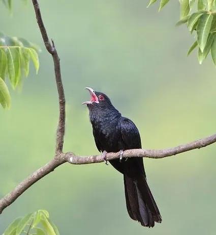 分享鳥類圖片-噪鵑