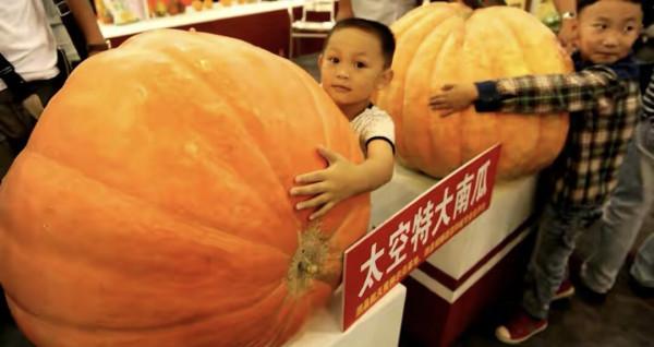 你見過“巨無霸”南瓜嗎？被送上太空的種子，會發生什麼變化？