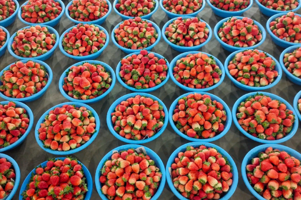 冬季水果價格漲多跌少：草莓價格高到不敢多吃，柿子價格迎來巔峰