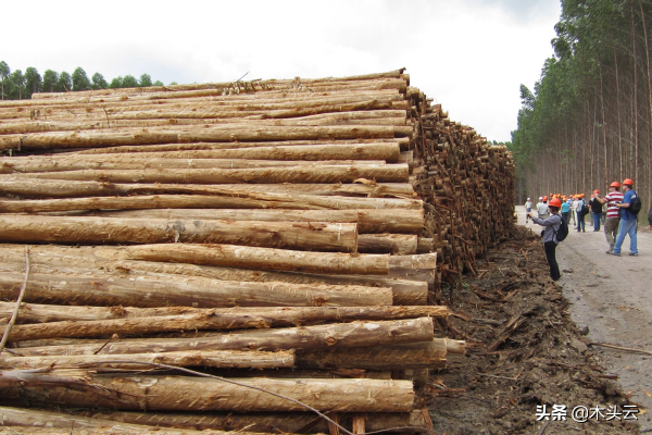 巴西的轉基因桉樹之路