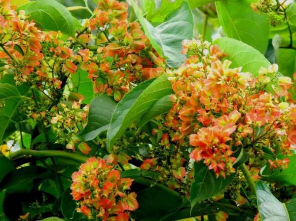 火把花，花色火紅，外形獨特，紅紅火火