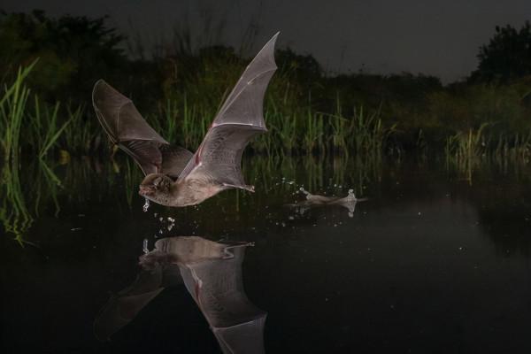 生存邊緣：保護生物多樣性迫在眉睫（下）