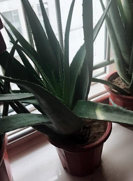這&OpenCurlyDoubleQuote;3種&rdquo;植物，在家養1盆，能減少甲醛、細菌，使家人更健康