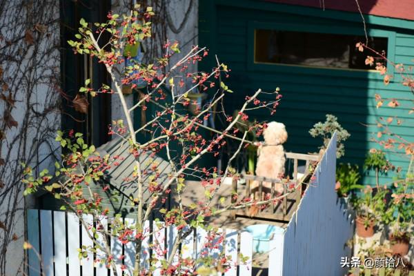 鳥兒們過冬必備 - 紅透整個冬日的迷你山楂果 |園丁