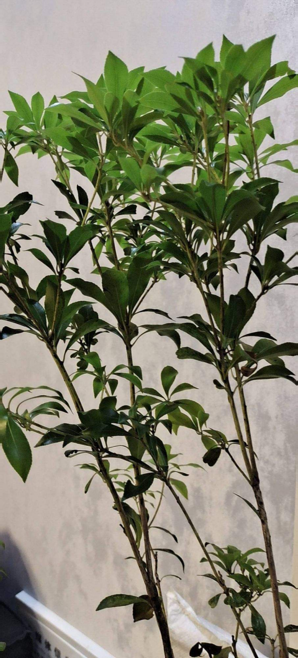 室內軟裝神器“馬醉木”，只需要一根樹枝，家裡氣質高八度