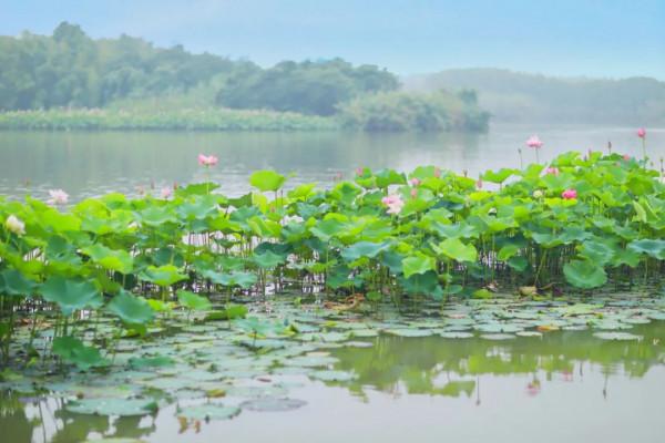 離上海一小時!夏日休閒度假,感受水鄉生活,這份攻略太貼心了 離上海一小時!夏日休閒度假,感受水鄉生活,這份攻略太貼心了