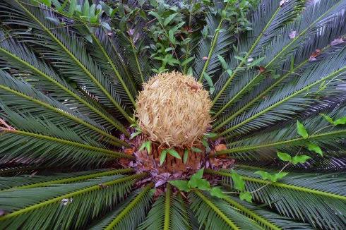 32種罕見的鮮花欣賞