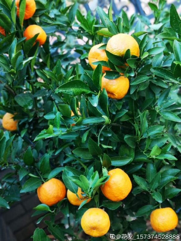 4種果樹,種在院子裡特旺宅,還有時令水果免費吃 4種果樹,種在院子裡特旺宅,還有時令水果免費吃