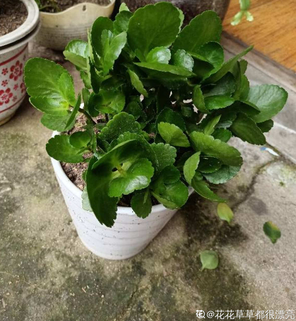 7種花，冬天人氣旺，夏天該咋養？