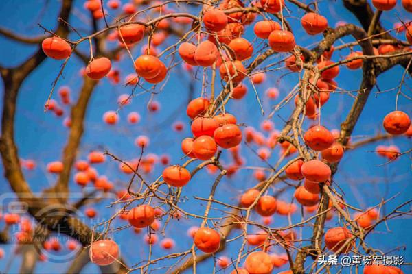 廣東最適合旅居的區，被譽為“北迴歸線上的明珠”，柿子紅山水美