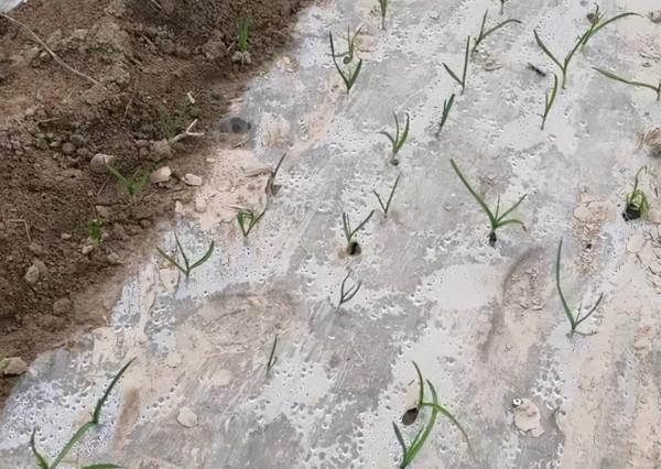 秋播大蒜啥時候種植最合適?為了產量高,種早種晚都不行 秋播大蒜啥時候種植最合適?為了產量高,種早種晚都不行