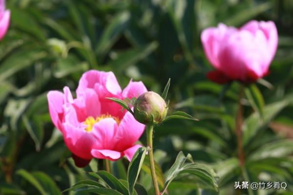 漂亮的芍藥花欣賞