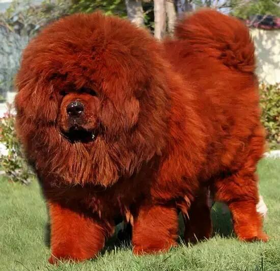 藏獒 威武 兇猛 忠誠